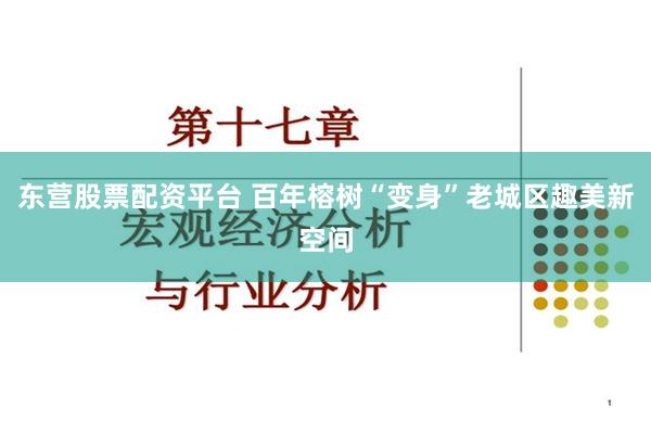 东营股票配资平台 百年榕树“变身”老城区趣美新空间