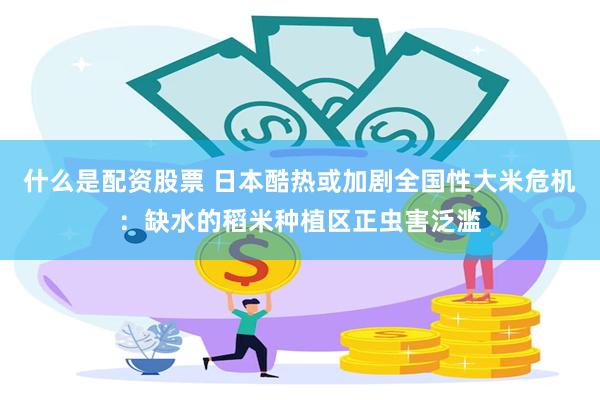 什么是配资股票 日本酷热或加剧全国性大米危机：缺水的稻米种植区正虫害泛滥