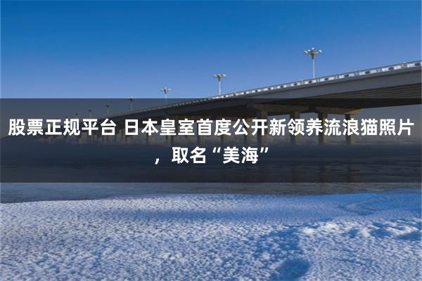 股票正规平台 日本皇室首度公开新领养流浪猫照片，取名“美海”